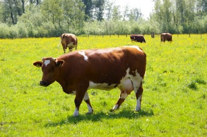 Koeien in de wei mei en juni 2012 063