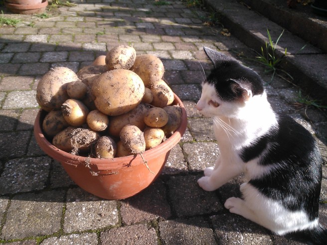 Bella vindt de aardappelen ook interessant